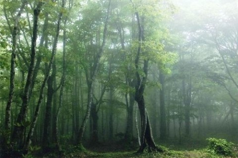 奥尻21世紀復興の森
