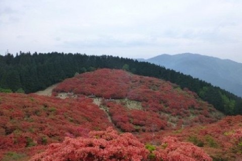 ダイヤモンドトレール
