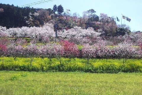 土佐塩の道