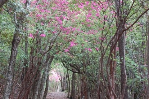 太平洋を望む世界遺産のみち（熊野古道長井坂）
