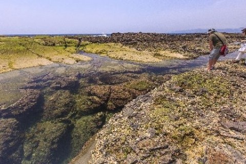 春一番・下田水仙のみち