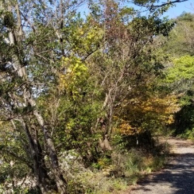 近江富士と希望が丘アクティブクロカン 約20km