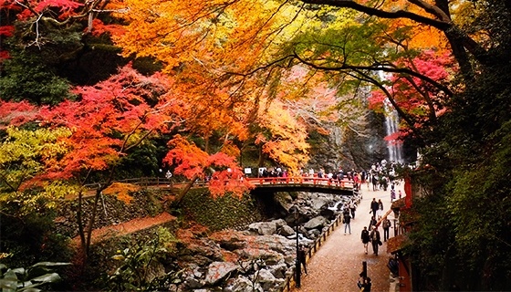 日本の滝100選 箕面公園の絶景紅葉 京都から高槻まで遠足ラン41キロ