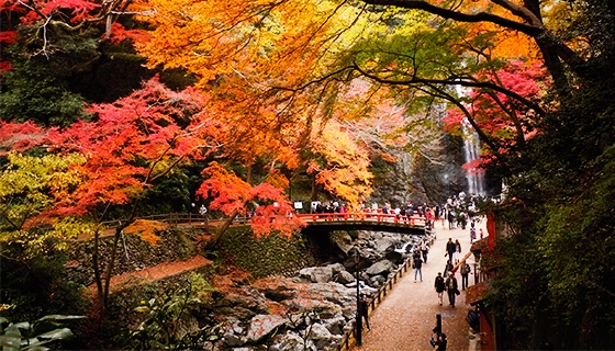 日本の滝100選 箕面公園の絶景紅葉 京都から高槻まで遠足ラン41キロ