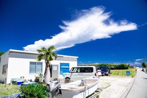 ブルーコーラル