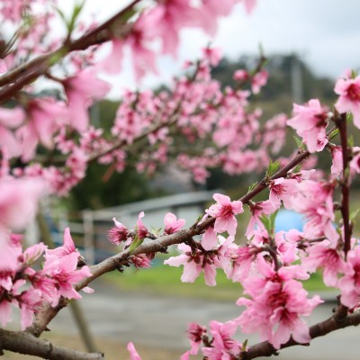 まつの桃源郷マラソン大会オンライン2023コース