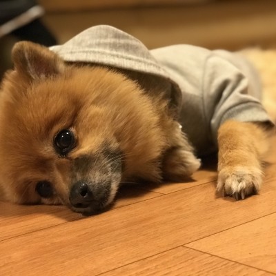 七次走会　たーぼーさん