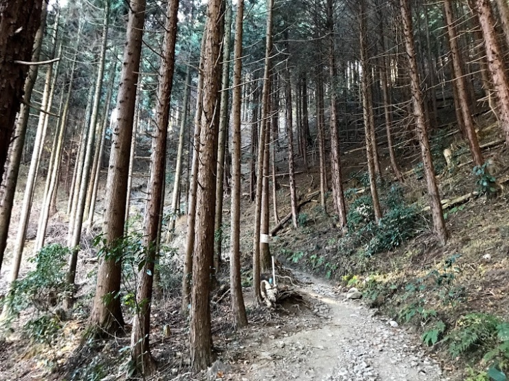 登山道は整備されていて歩きやすいです