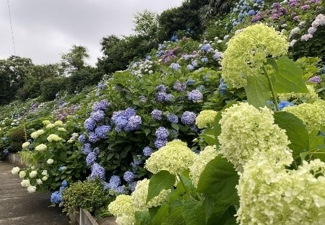 流山の紫陽花２０２１ 6 10ｋｍ 団体歩行 ｃリーグ対象行事 E Moshicom イー モシコム