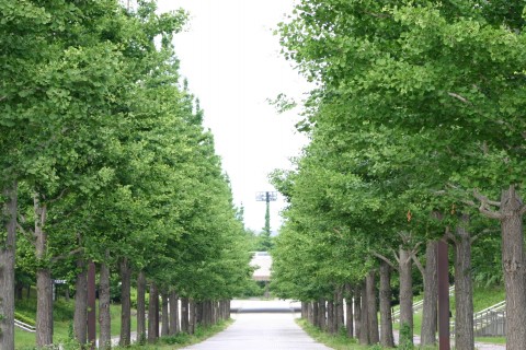 【レイトエントリー】福島・あづま総合運動公園Trial Marathon