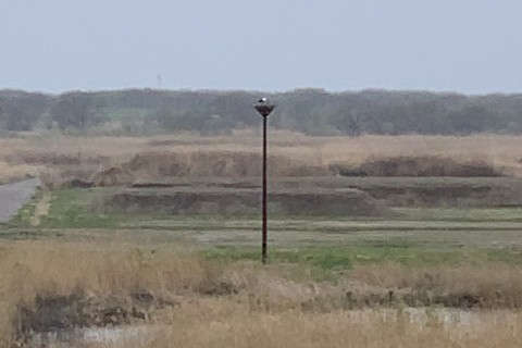 渡良瀬遊水地リレーマラソン