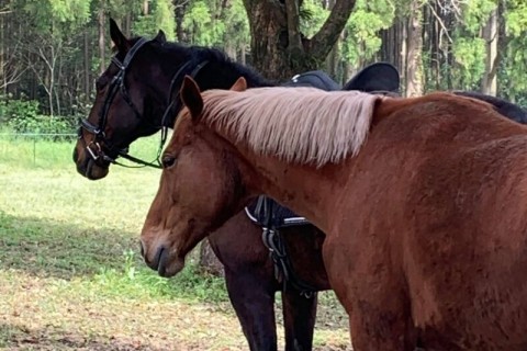 2021年夏：馬と走ろう「馬と自然リトリート」