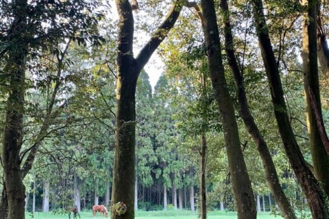 2021年夏：馬と走ろう「馬と自然リトリート」