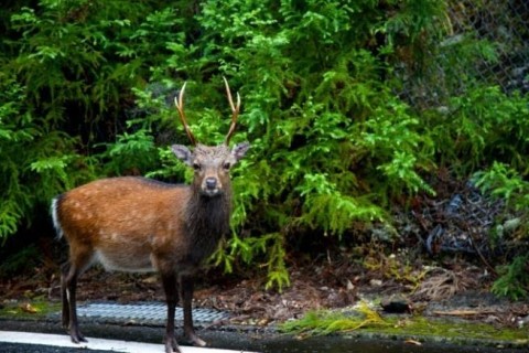 屋久島キャンプ3days