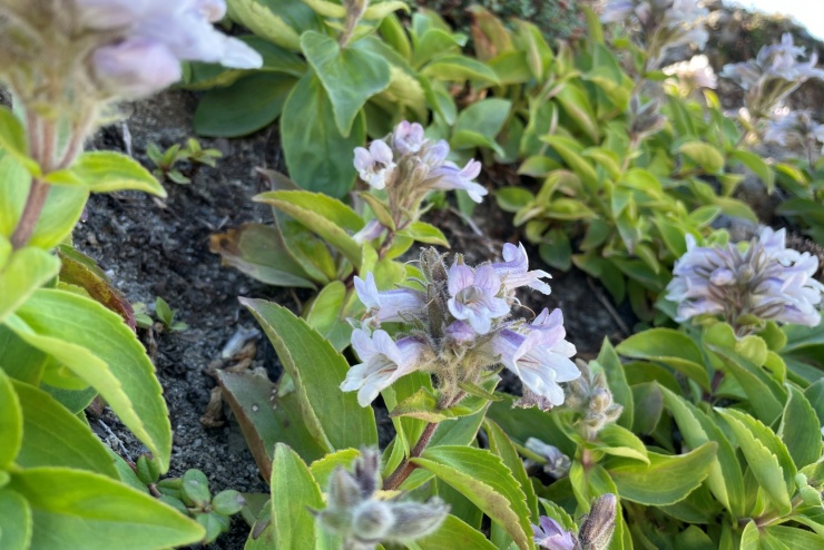 いいのわたる　北海道編