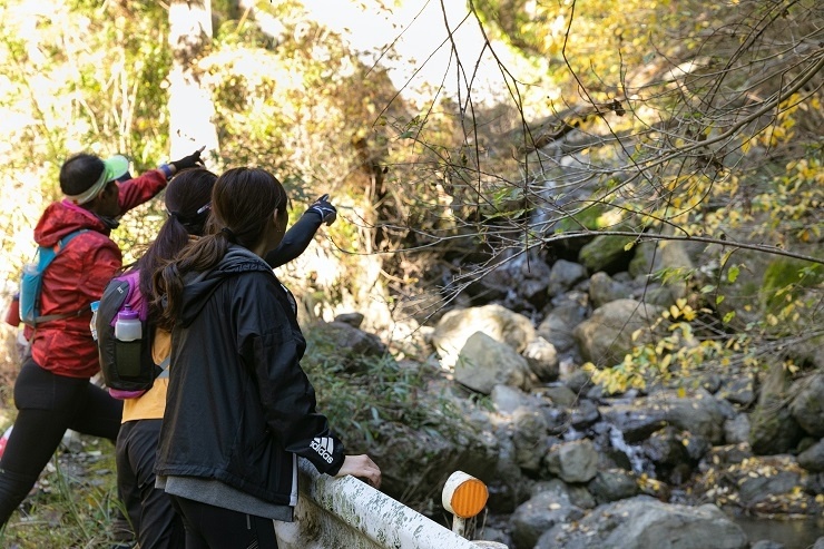 運が良ければシカに出会えるかも！