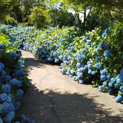 男鹿温泉郷起点　アジサイとなまはげ　こでられないライド