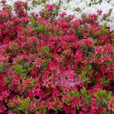 【ランニング】tacコース③　５km