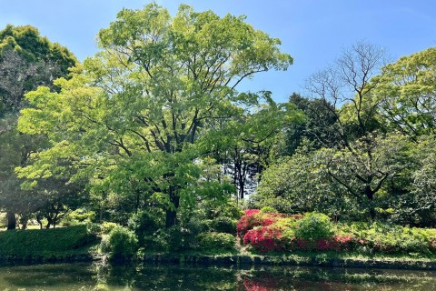 花と新緑の皇居ノルディックウォーキング