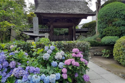 江ノ電と紫陽花めぐり15キロラン@ランニングフォームのポイントレッスン付き