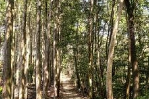 3/14【箕面/土曜】はしりびとトレラン塾『初めての長距離を楽しむ!!約25km箕面トレイル周遊走』