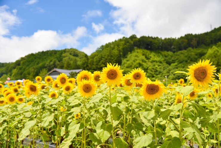 平谷村のひまわり畑
