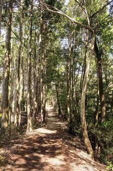 走りやすいコース