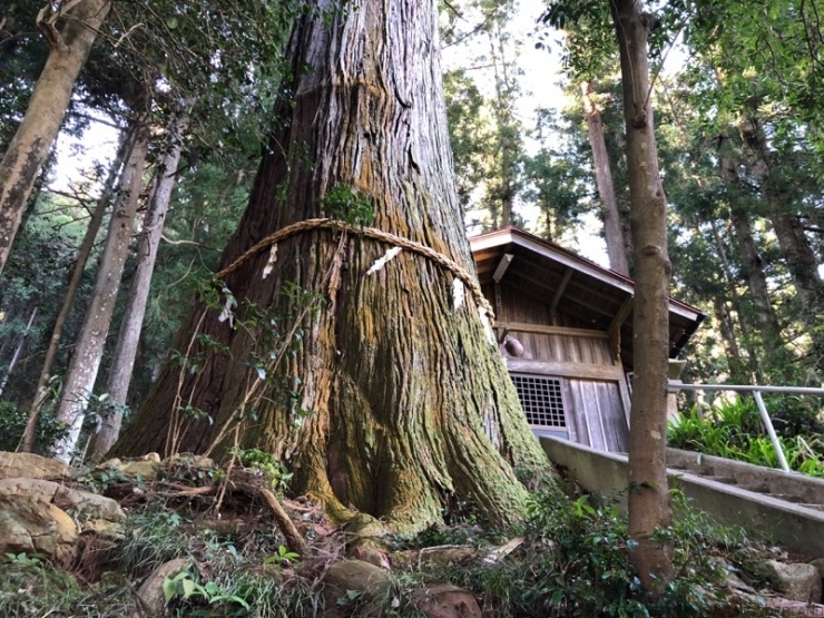 裏道の、さらに裏には こんな巨木（東京都最大の杉）も！ 自転車をとめて、見に行きましょう！ 裏道ライド、寄り道ライド。