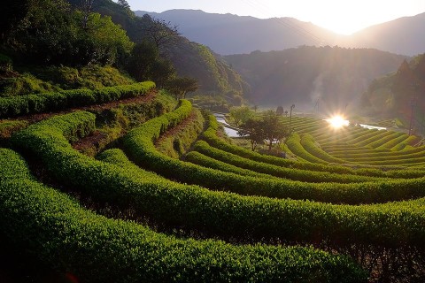 【追加募集・先着順】第23回奥熊野いだ天ウルトラマラソン