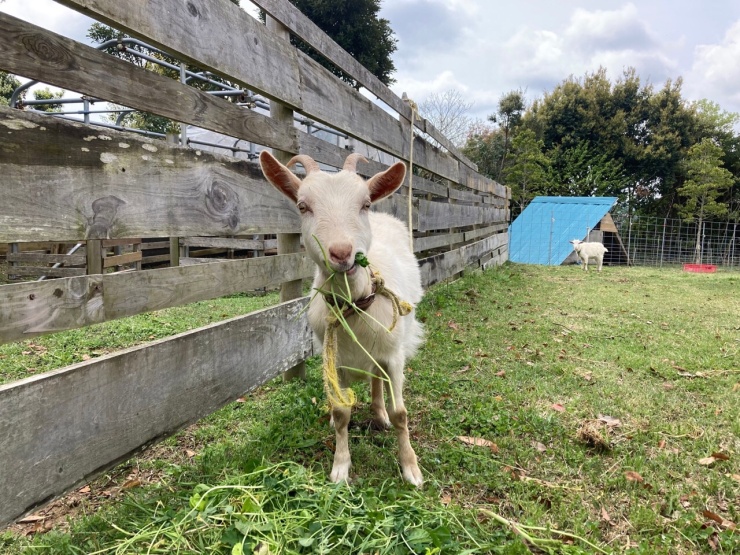 ヤギたちも応援します！