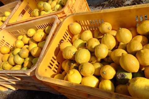 とびしまアップダウン24キロ走＋レモン農作業