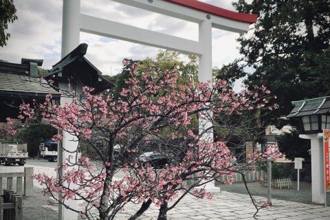 鎌倉バードウォッチングラン / Kamakura BWR vol.1