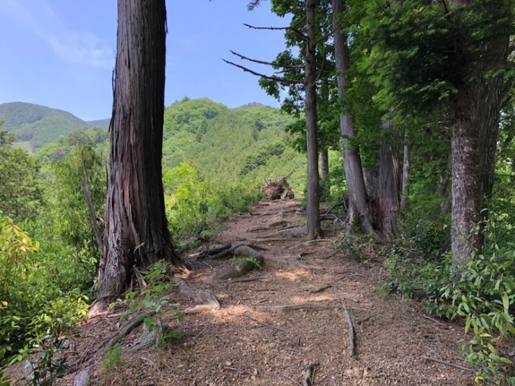低山だけど本格トレイル！ このコースの特徴のひとつは、距離の割にアップダウンと路面変化に富んでいること！ この尾根も集落からほど近い場所ですが・・・雰囲気抜群、テンポよくアップダウンを繰り返す構成になっており、飽きることなく楽しめます。