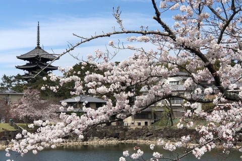 桜の季節奈良合宿、寺社巡りラン＆基礎練習　週末プランB限定4名