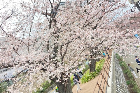 【花のお江戸・さくら名所めぐりラン(北回り)33km】