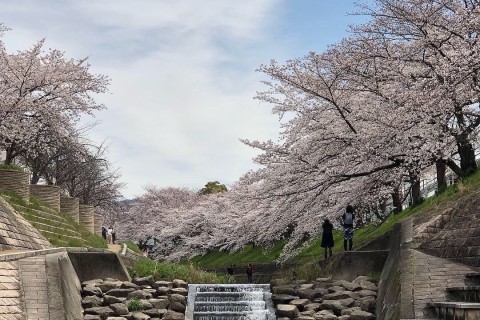 桜の季節奈良合宿、寺社巡りラン＆基礎練習　週末プランB限定4名