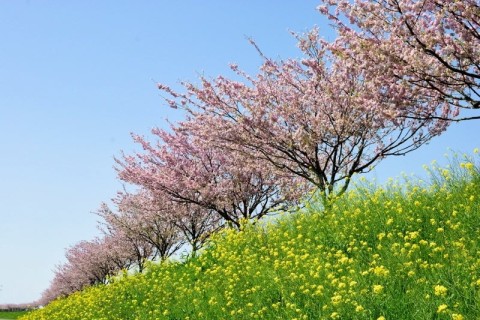 【初心者イベント】間々田思川桜並木路ゆるラン(*´∀｀*)♪