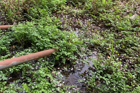 Kamakura Plants Run〜鎌倉トレイルの植生を知るE.K.Trail