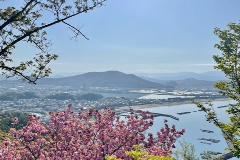 金曜朝活◎新吉野？！ソメイヨシノ咲き乱れる章魚頭姿山へ！