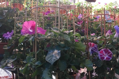 【お江戸の夏の風物詩・入谷あさがお市/下町七夕まつり23km】