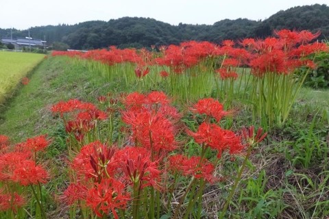 第12回　竹子（たかぜ）ふるさとウォーク