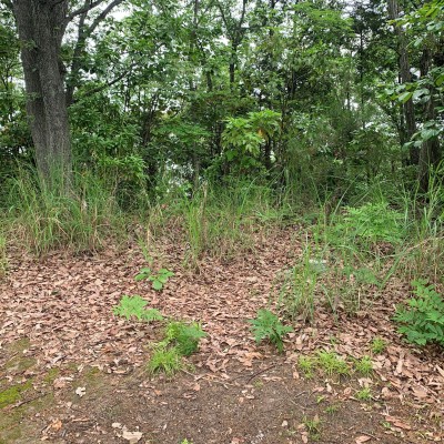 【お城マラソン】愛媛30K