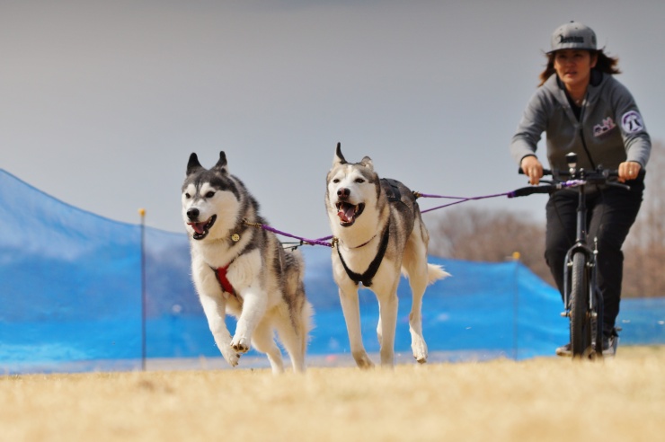 バイクジョアリング：スクーター