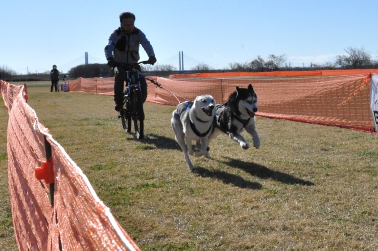 バイクジョアリング：2Dog