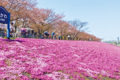 【期間限定価格！】東京都北区赤羽さくらマラソン&リレーマラソン