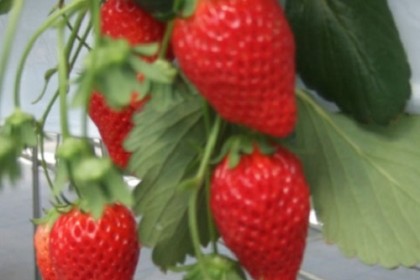 走って！狩って！食べる！イチゴ狩りRUN