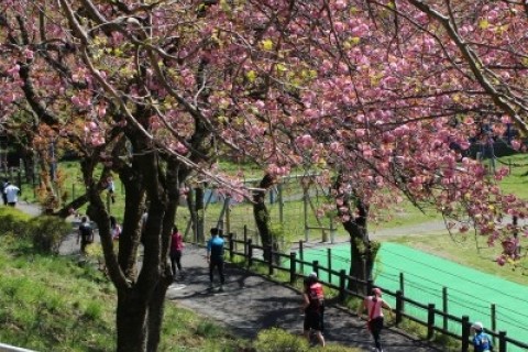 さがみ湖さくらウォークinプレジャーフォレスト