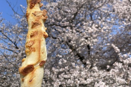 【さやぴと行く！公園巡りお花見パンRUN Vol.3】