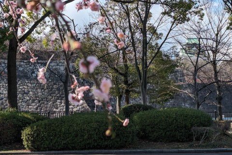 【1月度】明石公園サムズアップあさ＆よるランニングサークル～