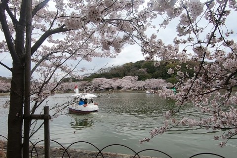 【1月度】明石公園サムズアップあさ＆よるランニングサークル～